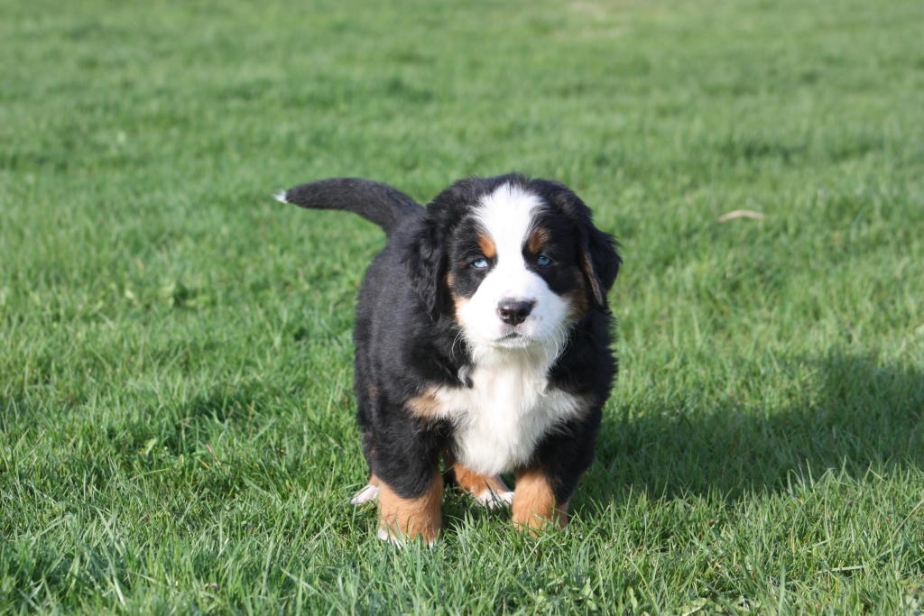 Gallery for v-litter-bernese