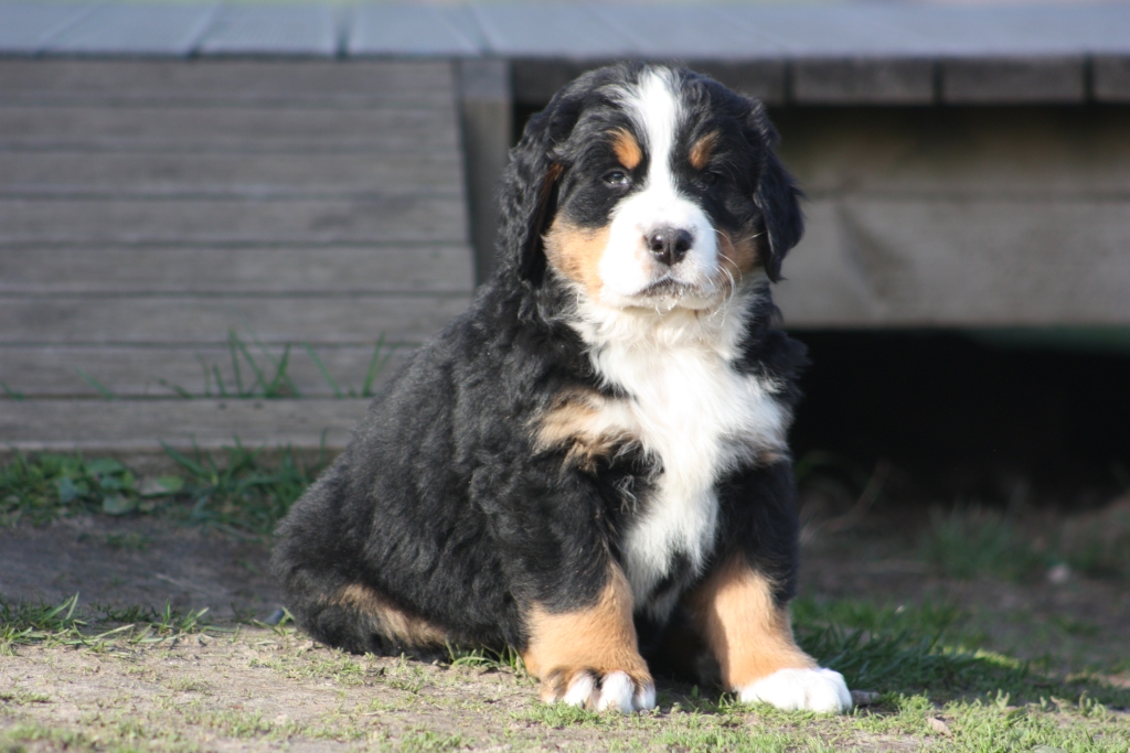 Gallery for v-litter-bernese