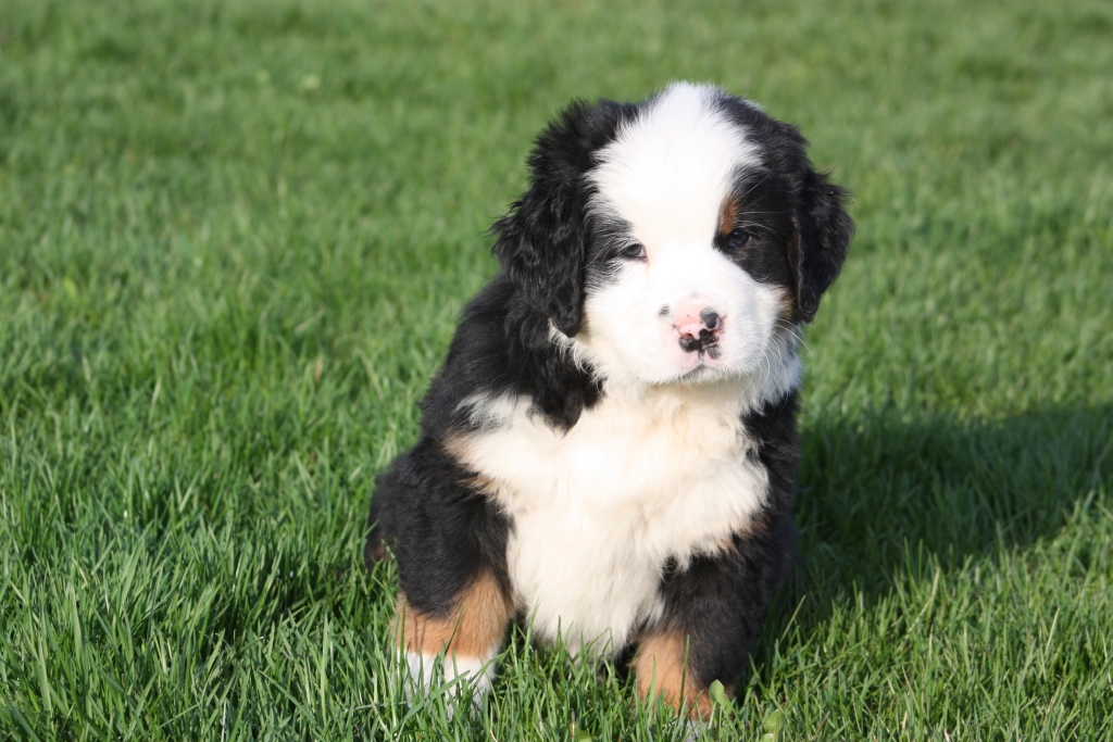 Gallery for v-litter-bernese