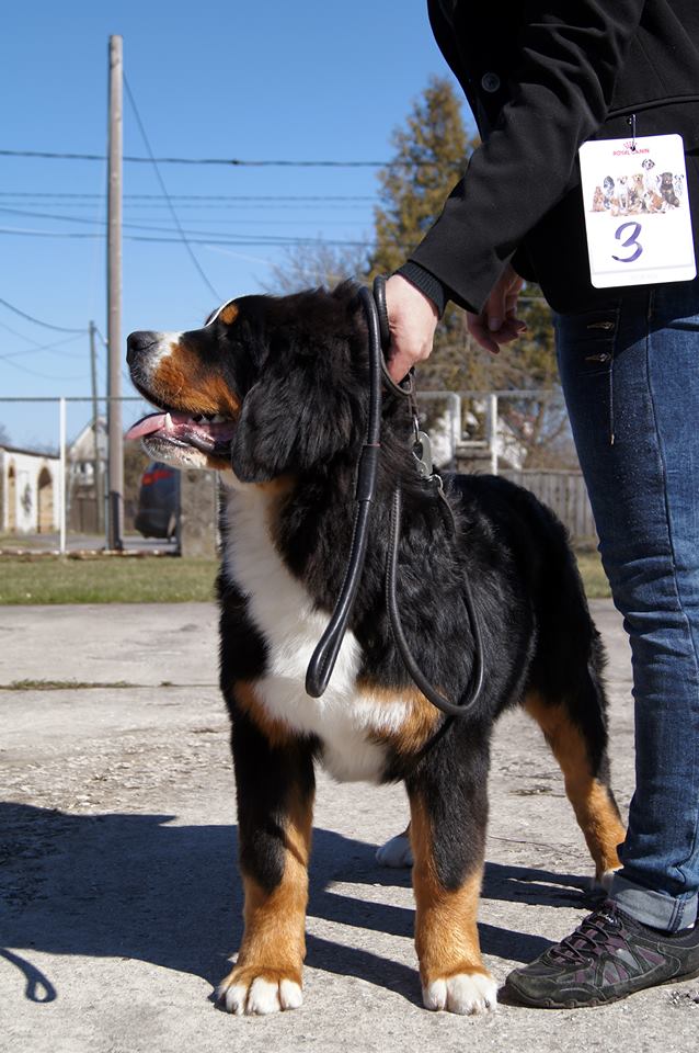 Gallery for a2-litter-bernese