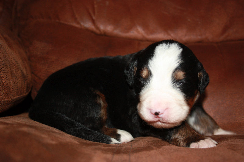 Gallery for a2-litter-bernese
