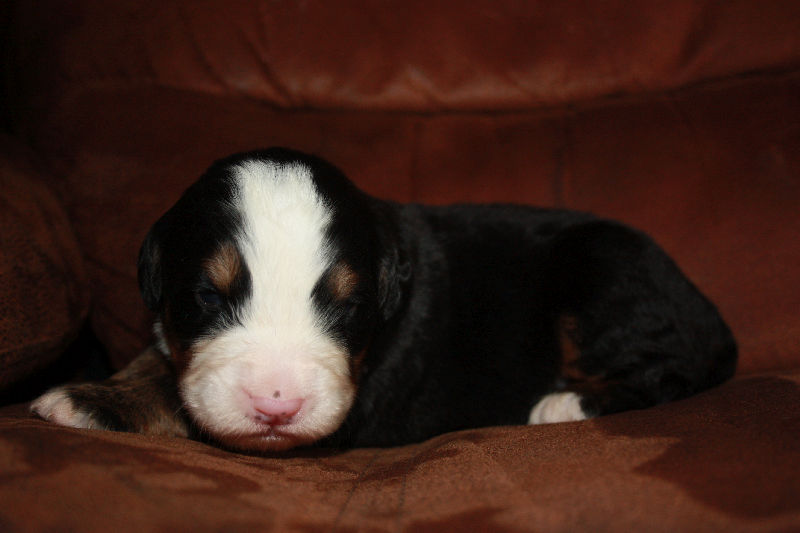 Gallery for a2-litter-bernese