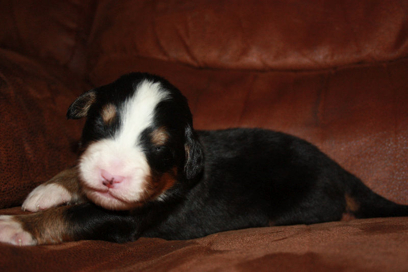 Gallery for a2-litter-bernese