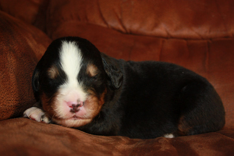 Gallery for a2-litter-bernese