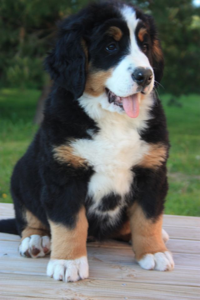 Gallery for o-litter-bernese