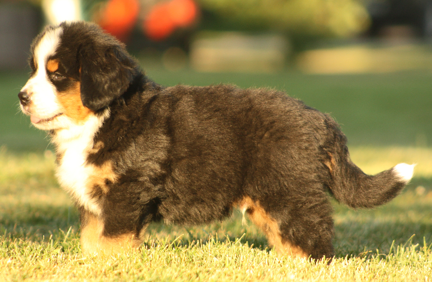 Gallery for p2-litter-bernese