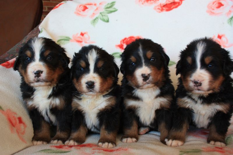Gallery for n-litter-bernese