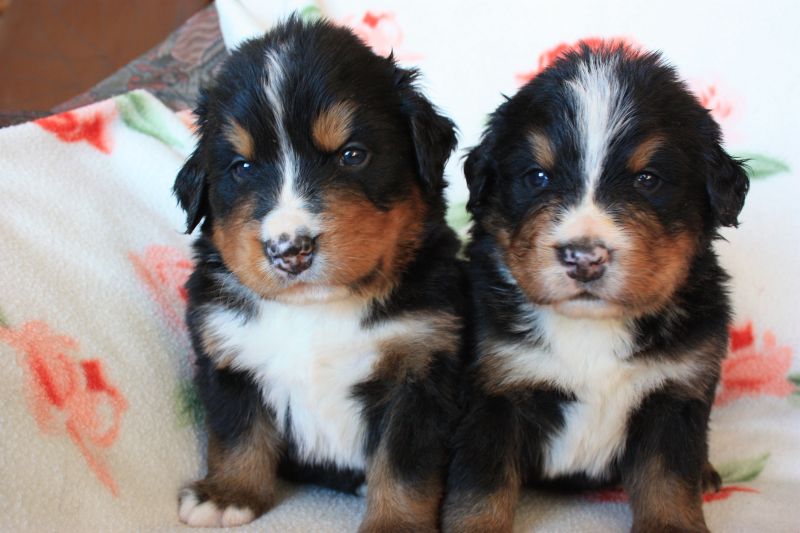 Gallery for n-litter-bernese
