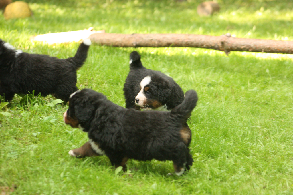 Gallery for s2-litter-bernese