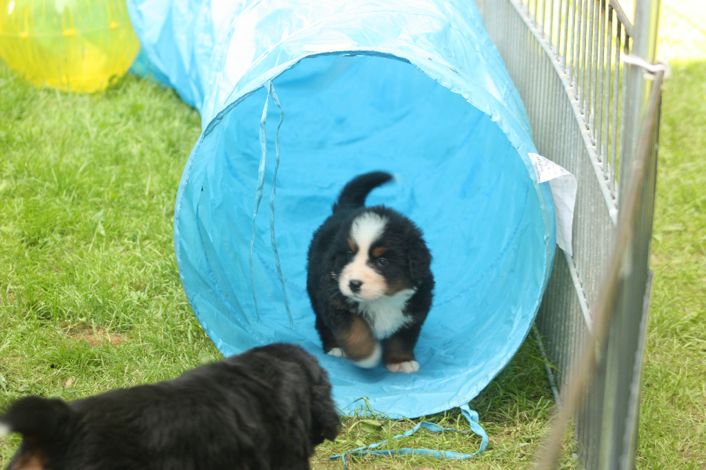 Gallery for s2-litter-bernese