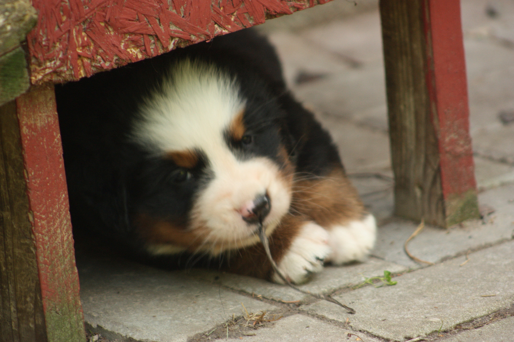 Gallery for s2-litter-bernese