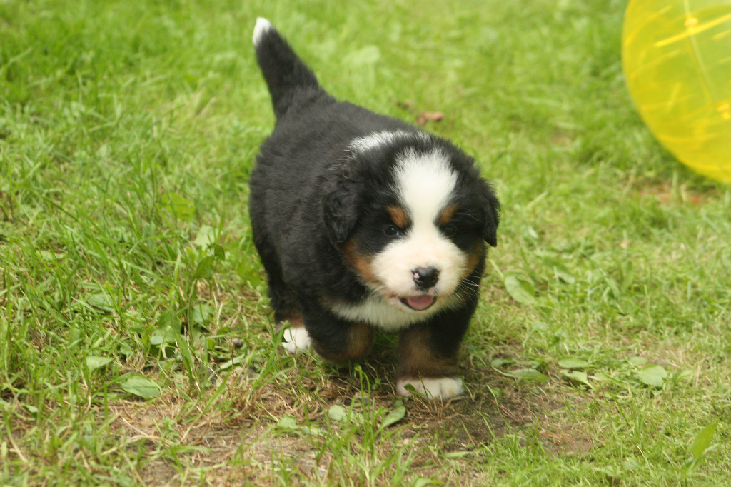 Gallery for s2-litter-bernese