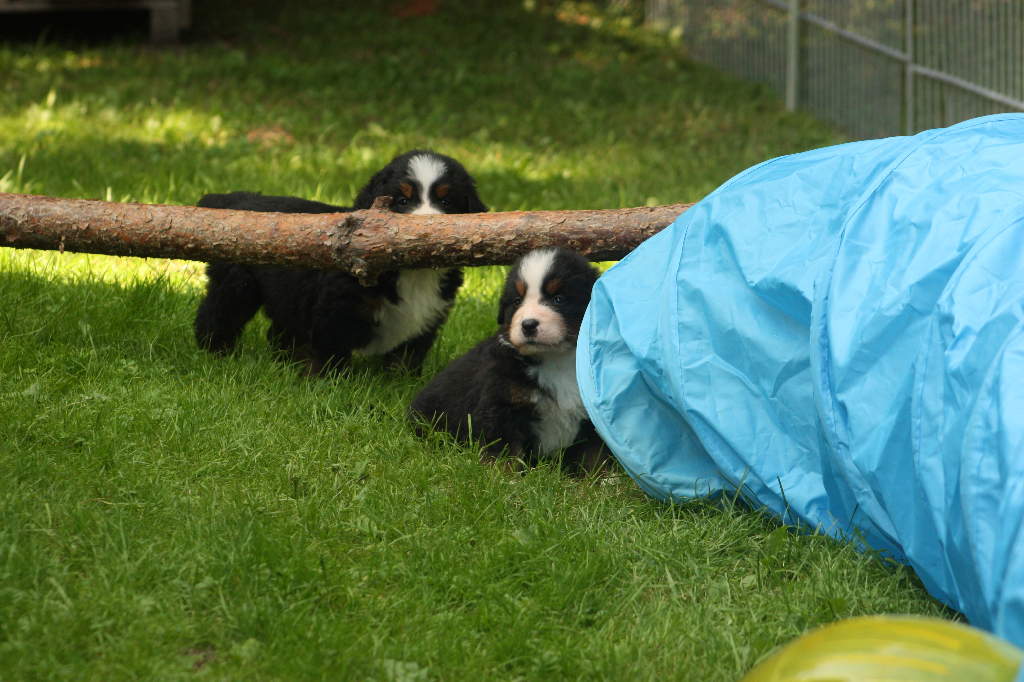 Gallery for s2-litter-bernese