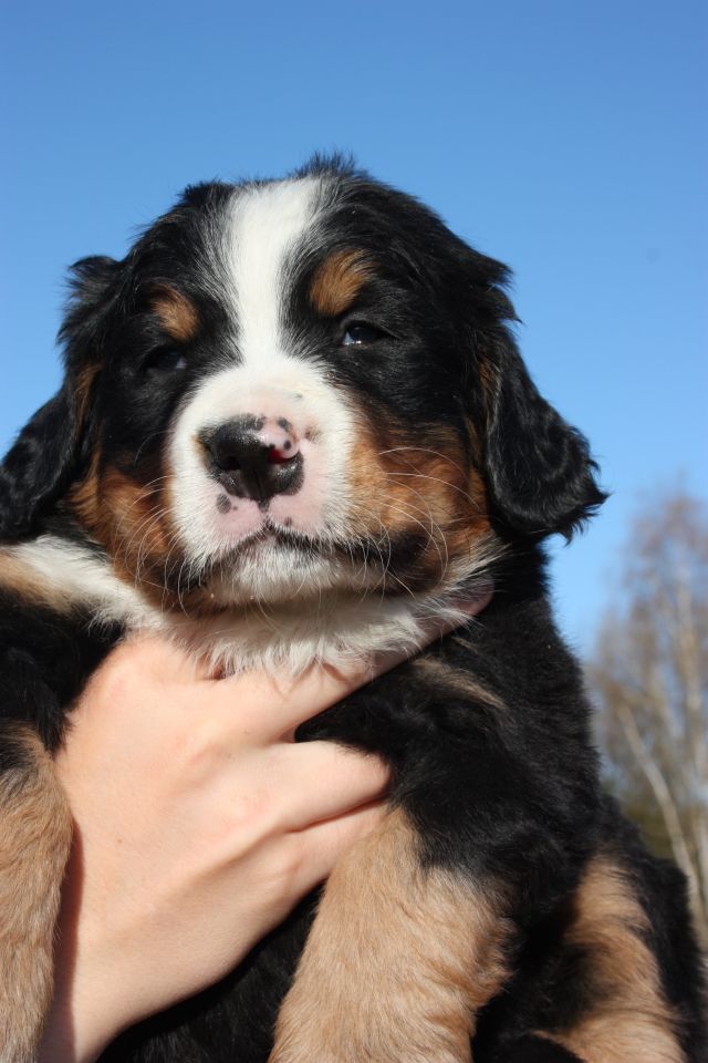Gallery for o-litter-bernese