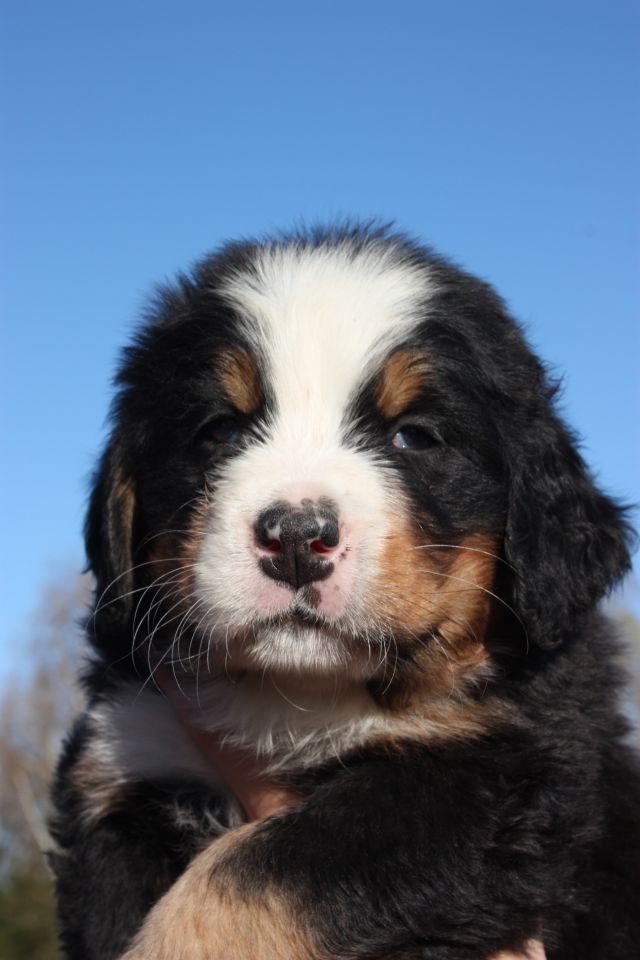 Gallery for o-litter-bernese