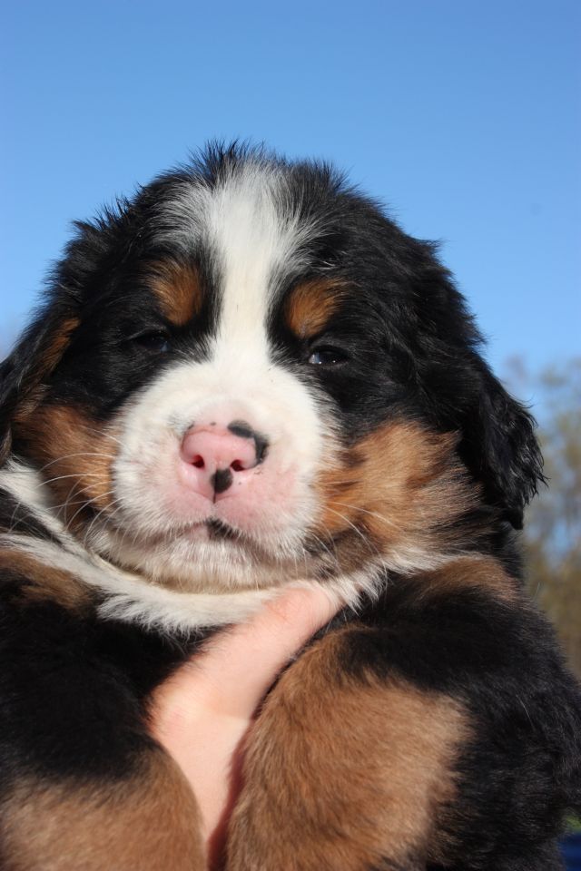 Gallery for o-litter-bernese