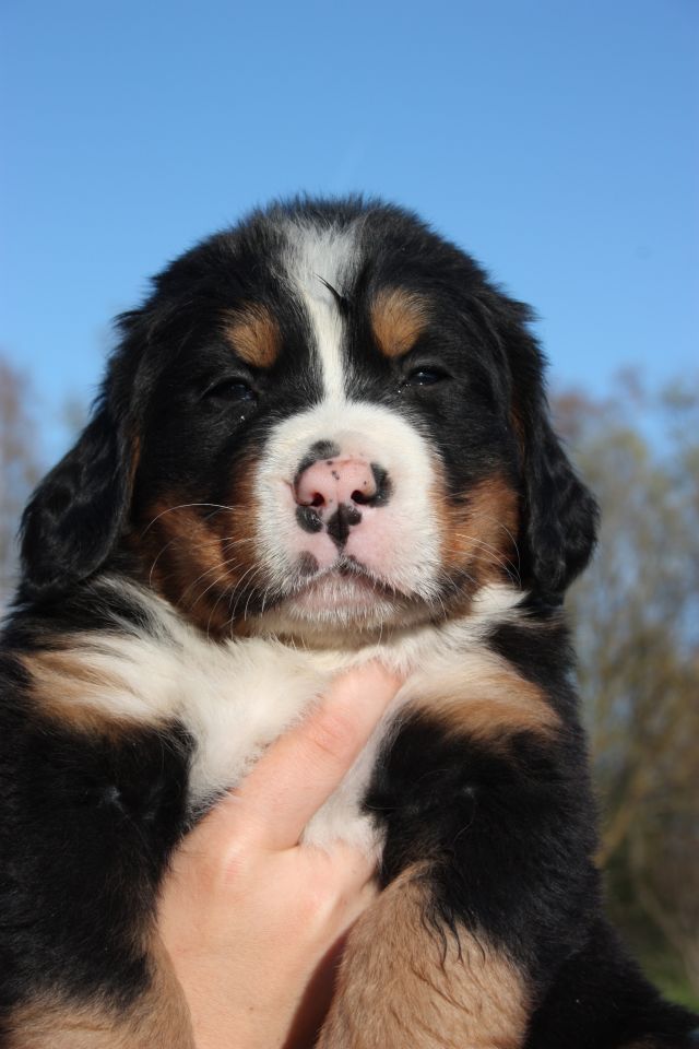 Gallery for o-litter-bernese