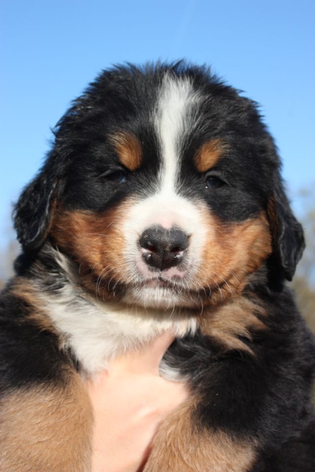 Gallery for o-litter-bernese