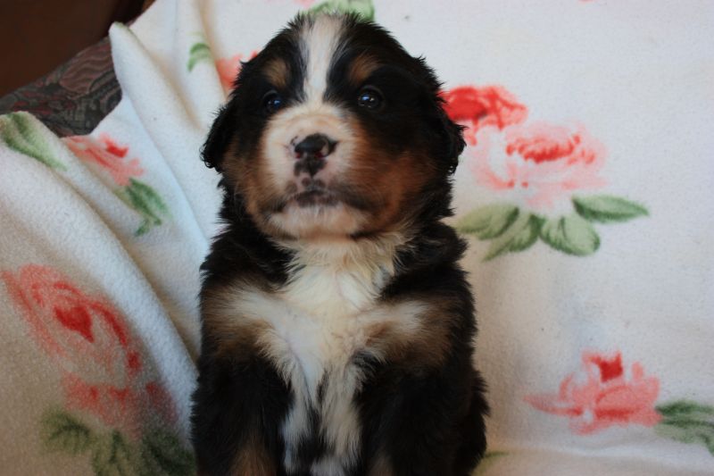 Gallery for n-litter-bernese