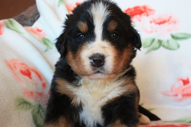 Gallery for n-litter-bernese