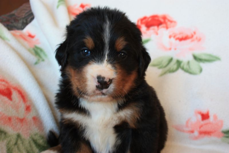 Gallery for n-litter-bernese