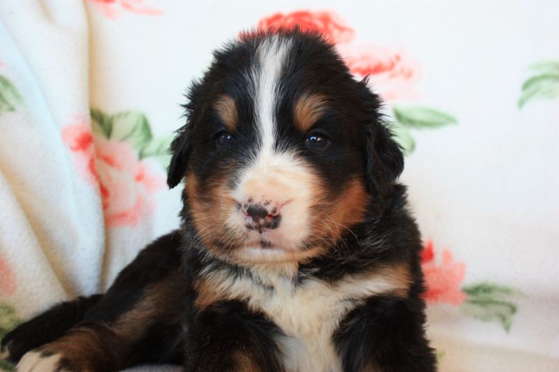 Gallery for n-litter-bernese
