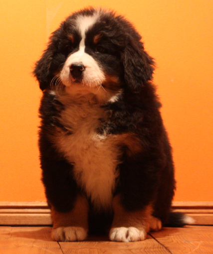Gallery for k2-litter-bernese