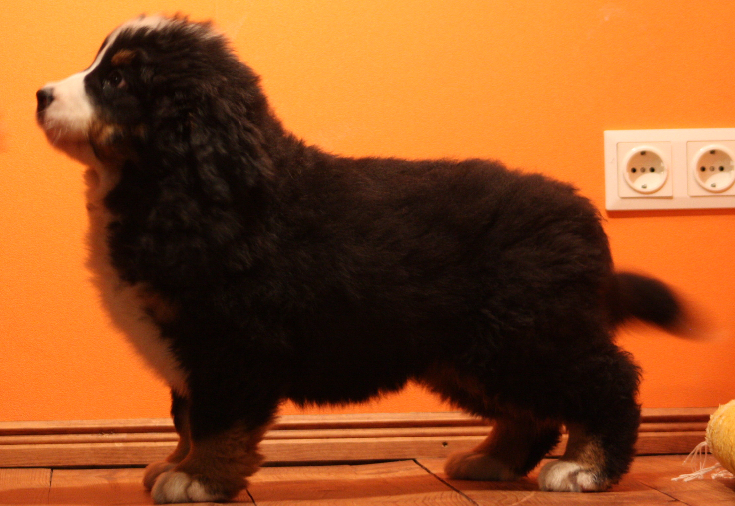 Gallery for k2-litter-bernese