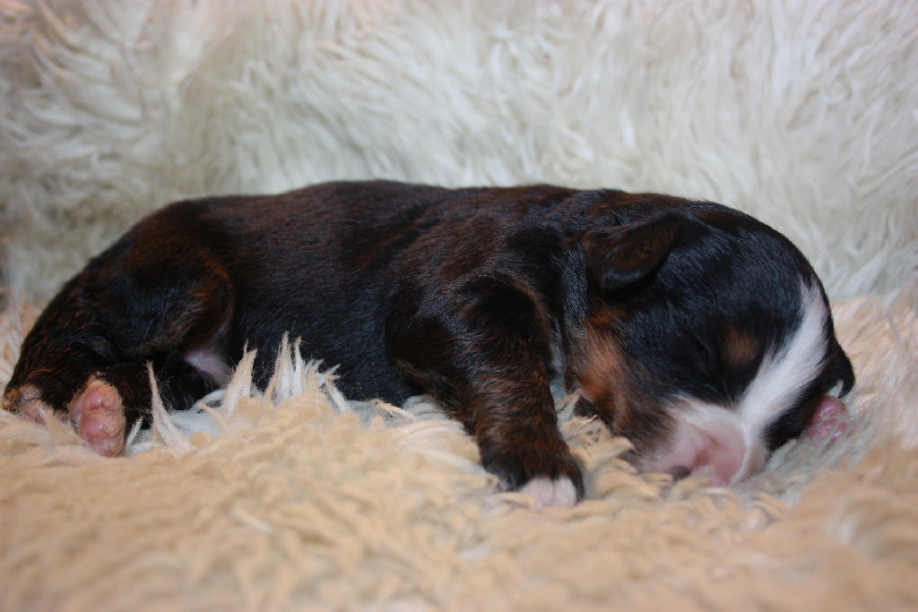 Gallery for l2-litter-bernese