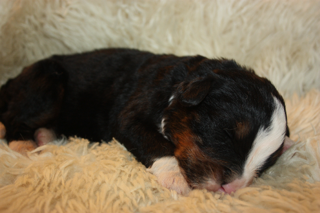 Gallery for l2-litter-bernese