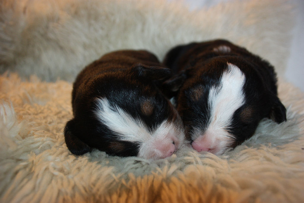 Gallery for l2-litter-bernese