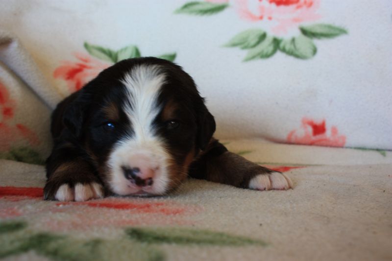 Gallery for o-litter-bernese