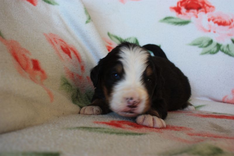 Gallery for o-litter-bernese
