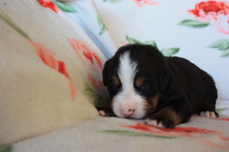 Gallery for o-litter-bernese