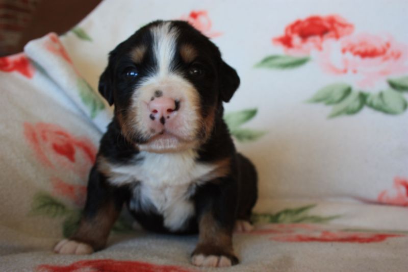 Gallery for o-litter-bernese