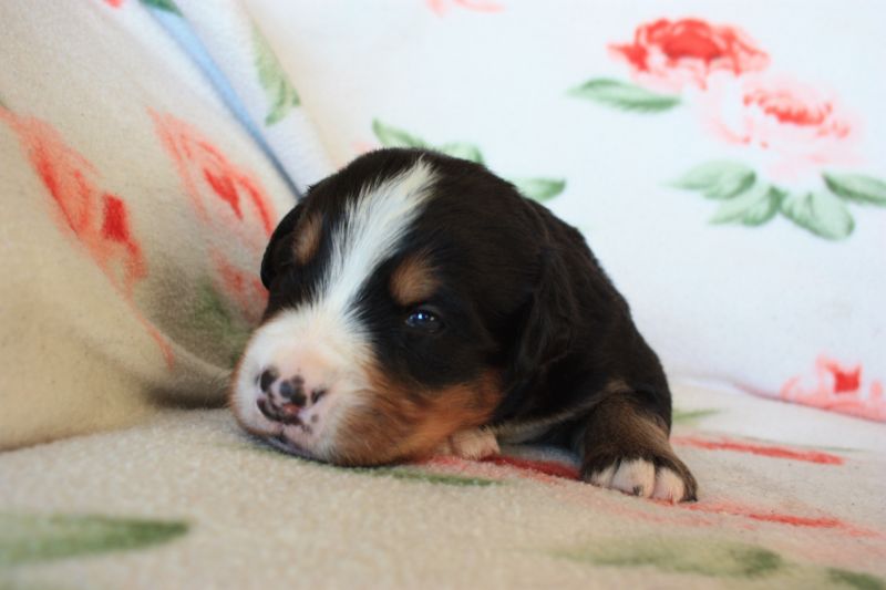 Gallery for o-litter-bernese