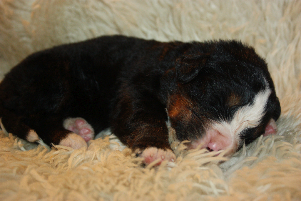 Gallery for l2-litter-bernese
