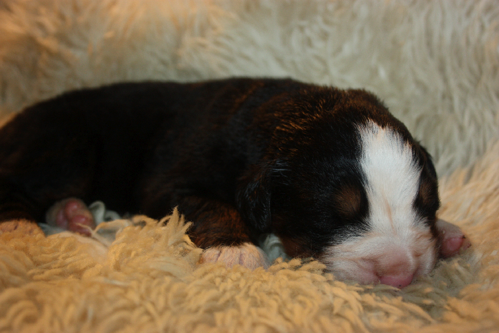 Gallery for l2-litter-bernese