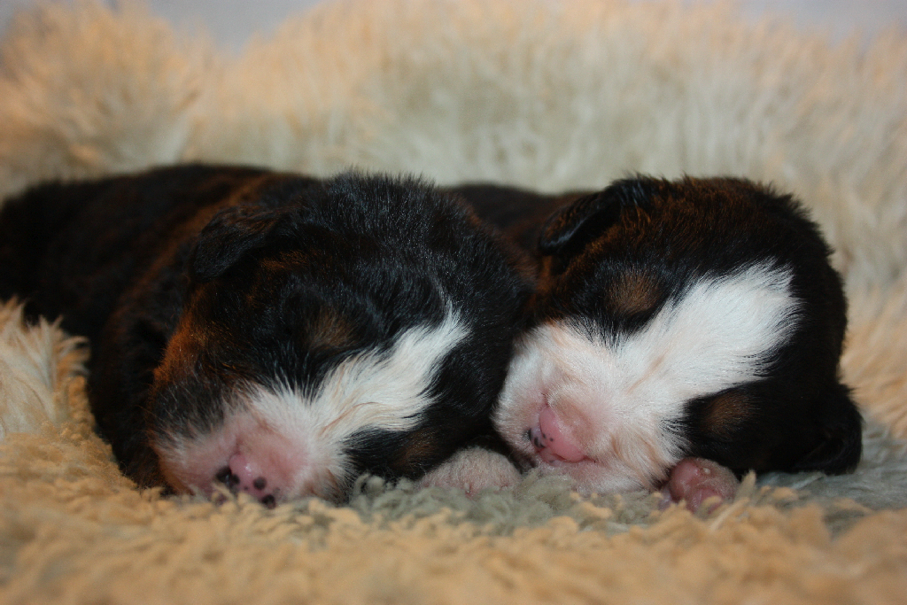 Gallery for l2-litter-bernese