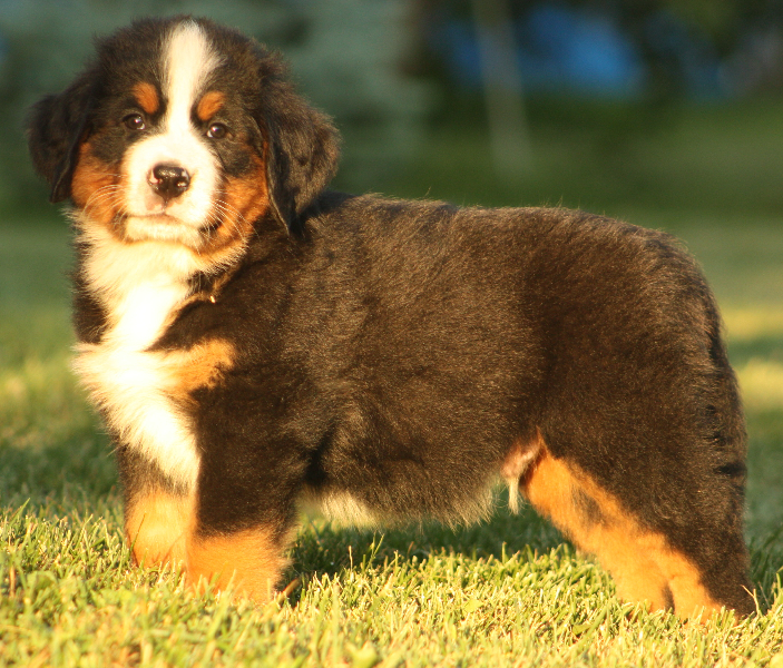 Gallery for p2-litter-bernese
