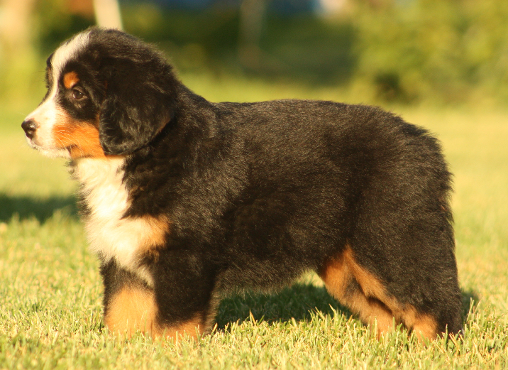 Gallery for p2-litter-bernese