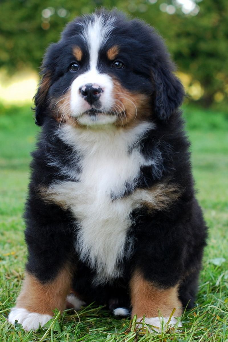 Gallery for l-litter-bernese