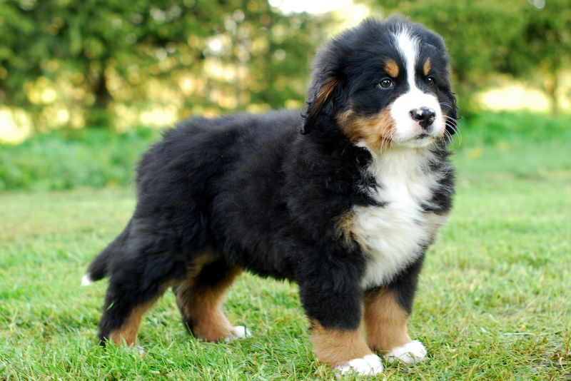 Gallery for l-litter-bernese
