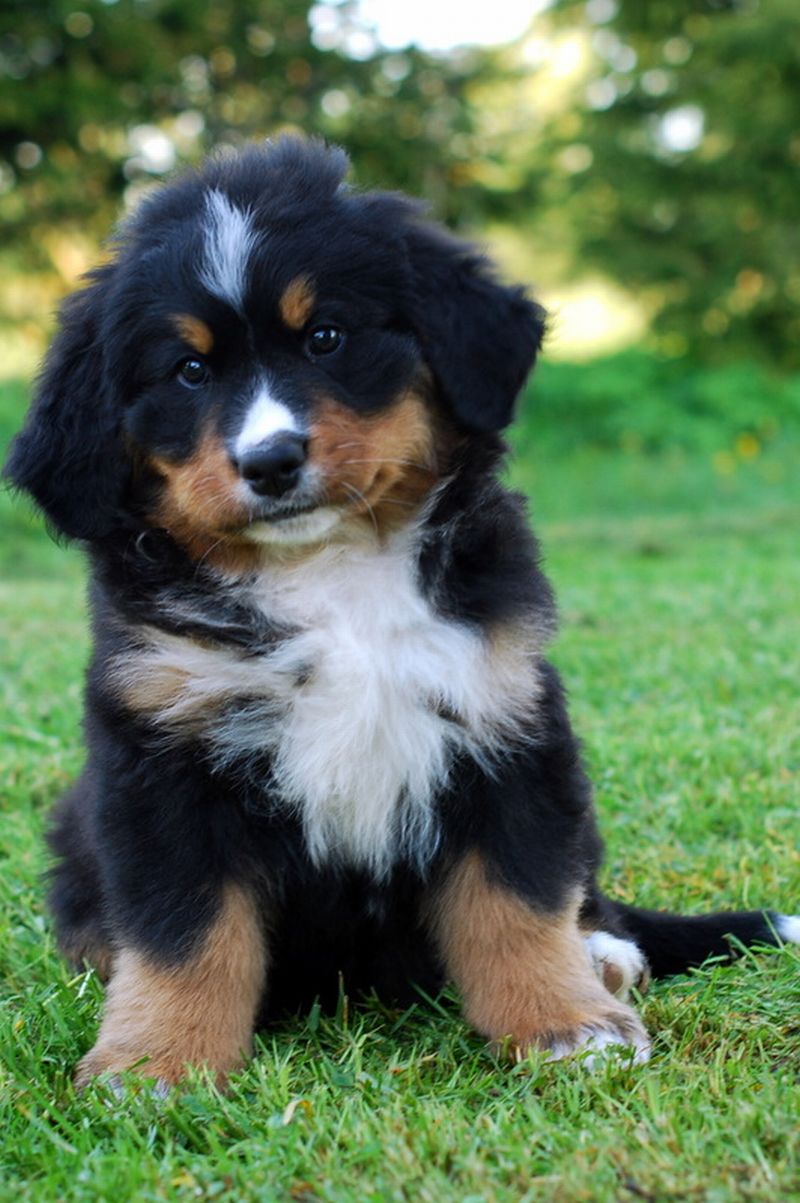 Gallery for l-litter-bernese