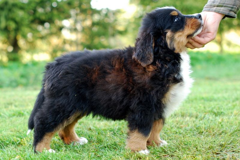 Gallery for l-litter-bernese