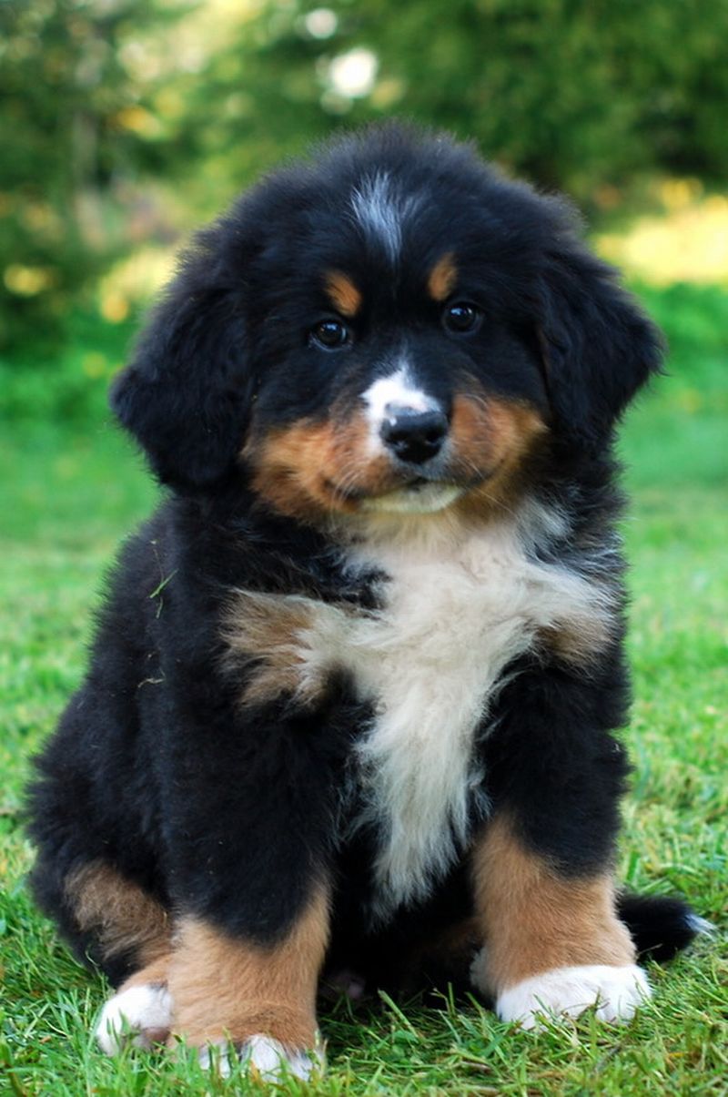 Gallery for l-litter-bernese
