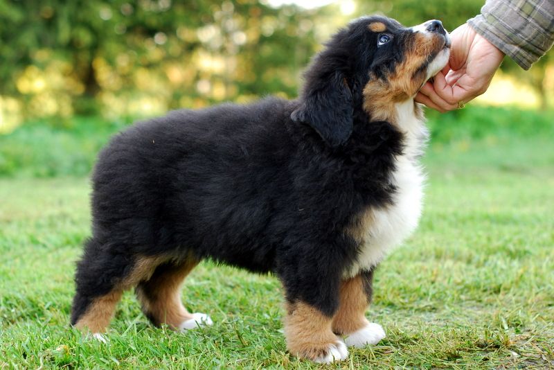 Gallery for l-litter-bernese