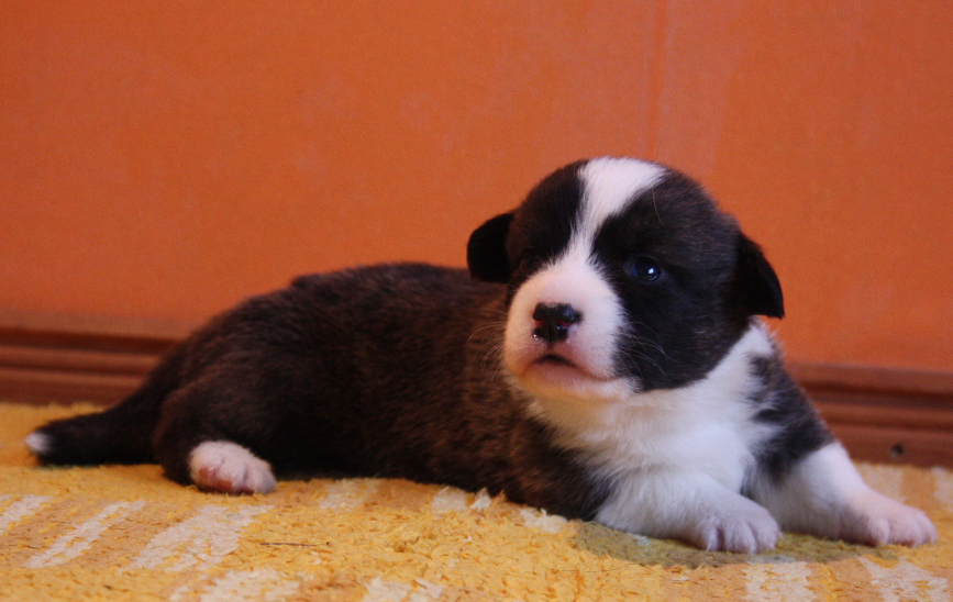Gallery for o2-litter-cardigan