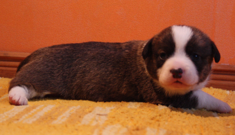 Gallery for o2-litter-cardigan