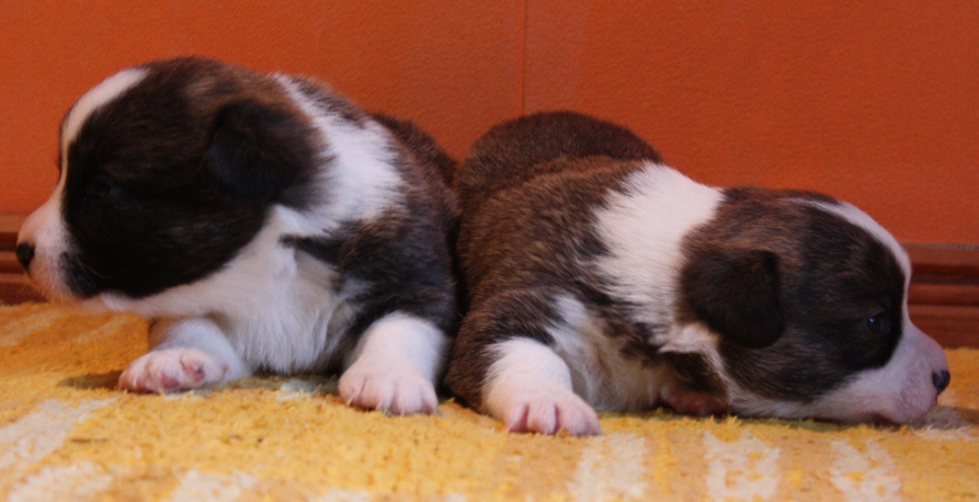 Gallery for o2-litter-cardigan